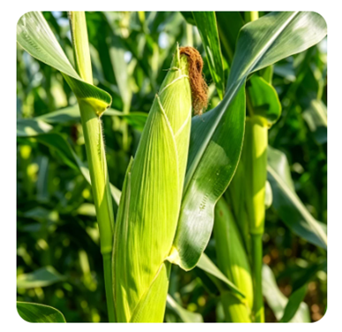 Yiman Agriculture расширяет глобальные поставки высококачественных кормов для скота и кормовых материалов