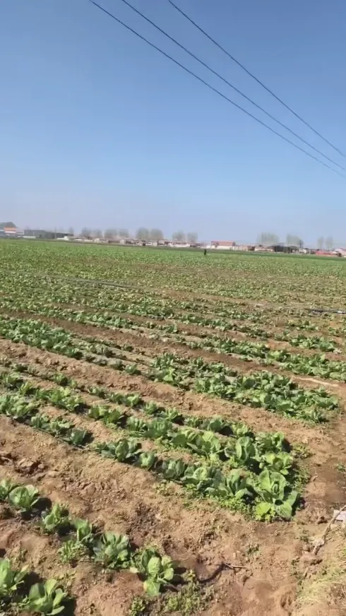 Какие основные преимущества делают Yiman Agriculture вашим идеальным поставщиком для проектов оптового импорта маринованной капусты?