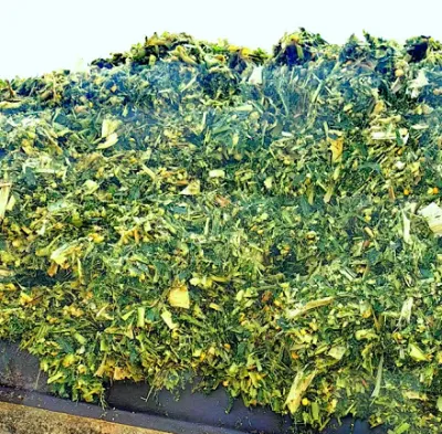 Как высококачественные комбикорма из кукурузного силоса повышают прибыльность животноводства?