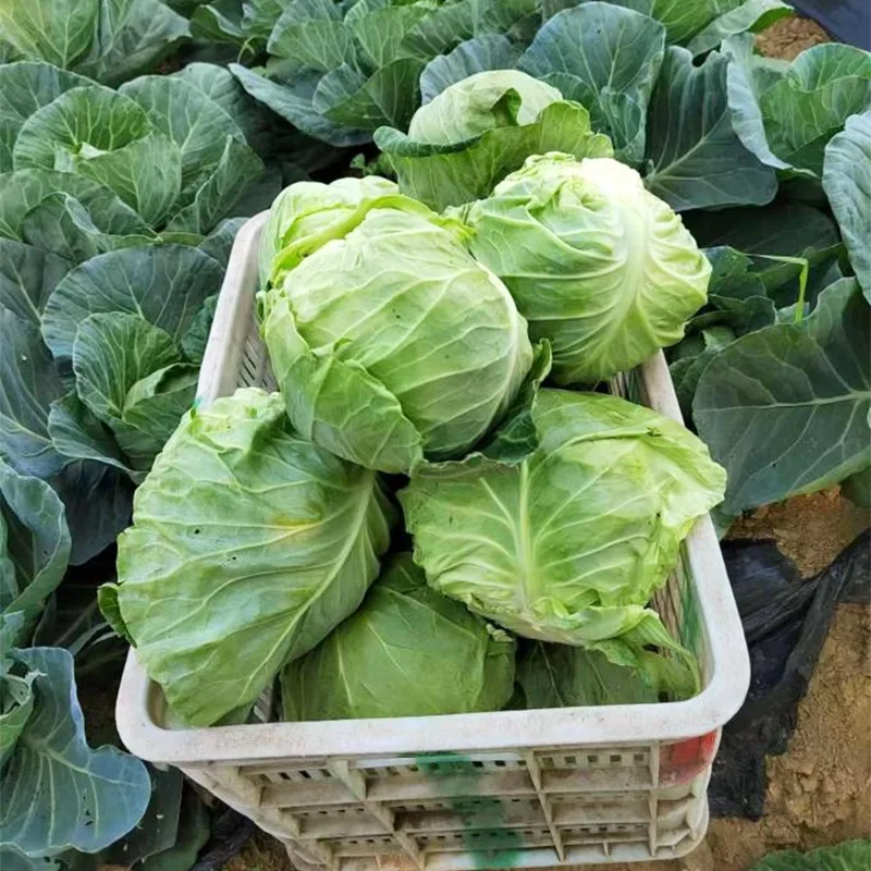 Medium Size Fresh Round Cabbage