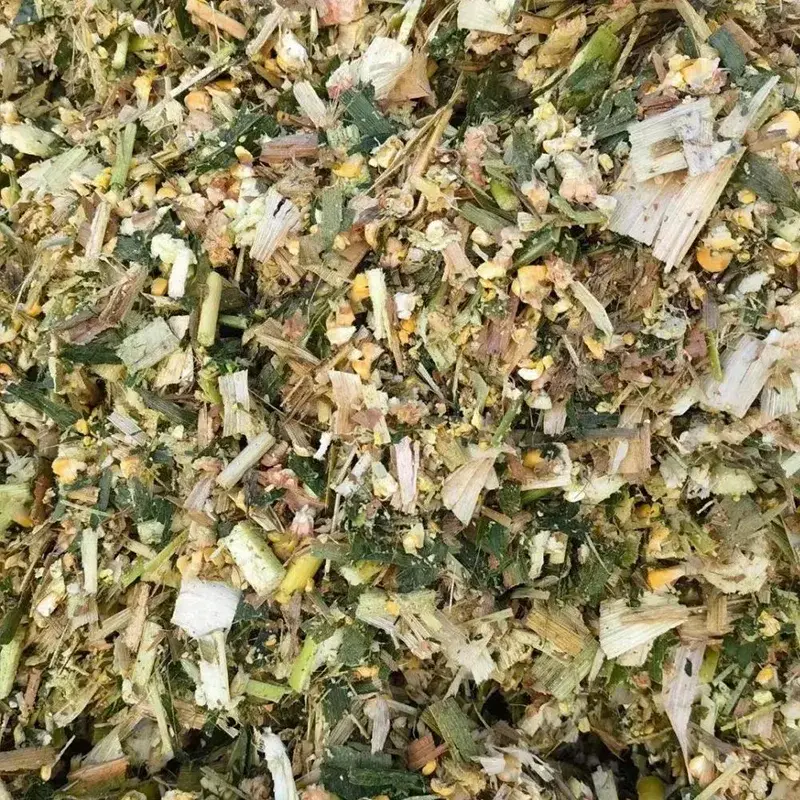 Кукурузный силос для молочных коров в период лактации